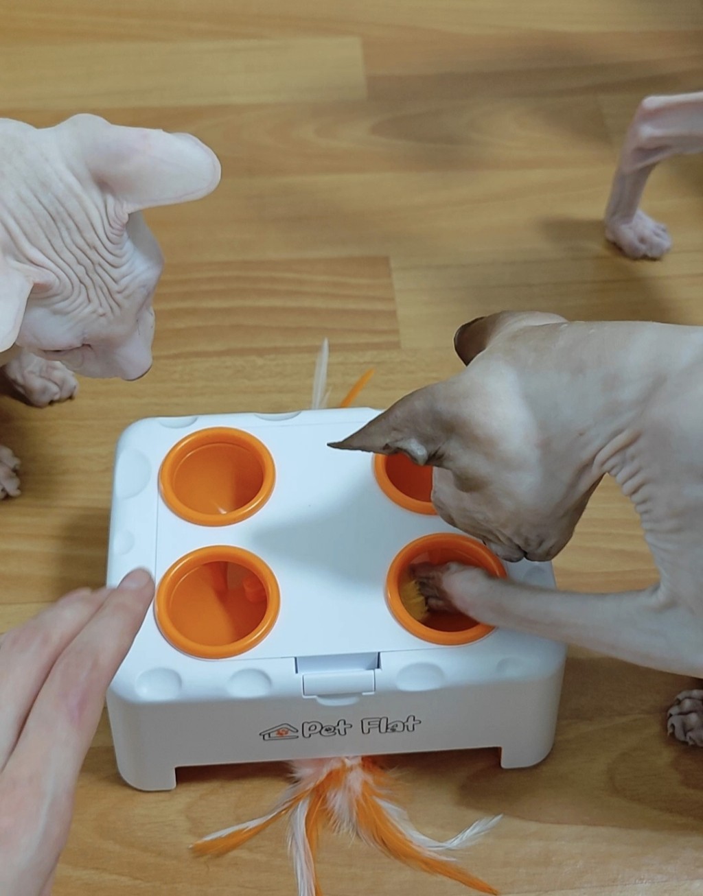 PET FLAT - Интерактивная игрушка для кошек Pet Flat Magic Box