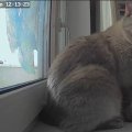 Отзыв о PET FLAT: Купили автоматическую кормушку бренда.
