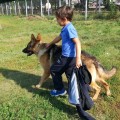 Невозможное - возможно. Перевоспитали взрослую овчарку