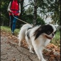 Отзыв о Гульдог: выгул, передержка, няня для собак: Заботливый сервис для собак
