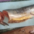 СПАСИБО за рыбу горбушу. Магазину жалко было выбросить. Решили таким способом избавиться от такого