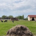 Довольны выбором