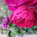 Мне розы понравились