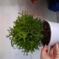 Заказ из Гаршинки