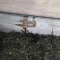 Ужасное качество товара