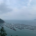 Отзыв о Korea Сибирь: Пытаюсь подробно вещать про условия