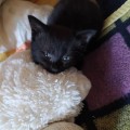 Капли от блох и клещей для котят и кошек до 4 кг Дана Ультра