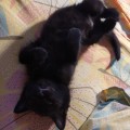 Капли от блох и клещей для котят и кошек до 4 кг Дана Ультра