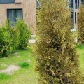 туи засохли, обязательства не выполняют