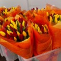 Отзыв о ЦветКом: тюльпаны цветком