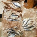 Отзыв о Рыбка От Дедушки (riba_ot_deda): Не знаю, мне ребята прислали отличную рыбку!