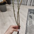 НЕ СОВЕТУЮ ничего у них заказывать.