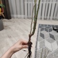 НЕ СОВЕТУЮ ничего у них заказывать.