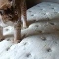 Матрас и ковер отмыли. Респект