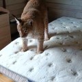 Отзыв о Химчистка матрасов на дому - Cleanson: Матрас и ковер отмыли. Респект