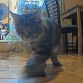 Отзыв о PET FLAT: Классный гаджет для котов!