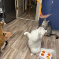 Хорошая игрушка