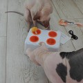 Интерактивная игрушка для кошек Pet Flat Magic Box