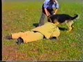 Отзыв о Богард - дрессировка собак в Набережных челнах: Частная служба дрессировки собак "Богард"