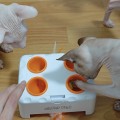 Отзыв о PET FLAT: Интерактивная игрушка для кошек Pet Flat Magic Box