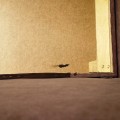 Качество дивана хуже некуда