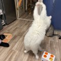 Отзыв о PET FLAT: Хорошая игрушка