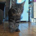 Классный гаджет для котов!